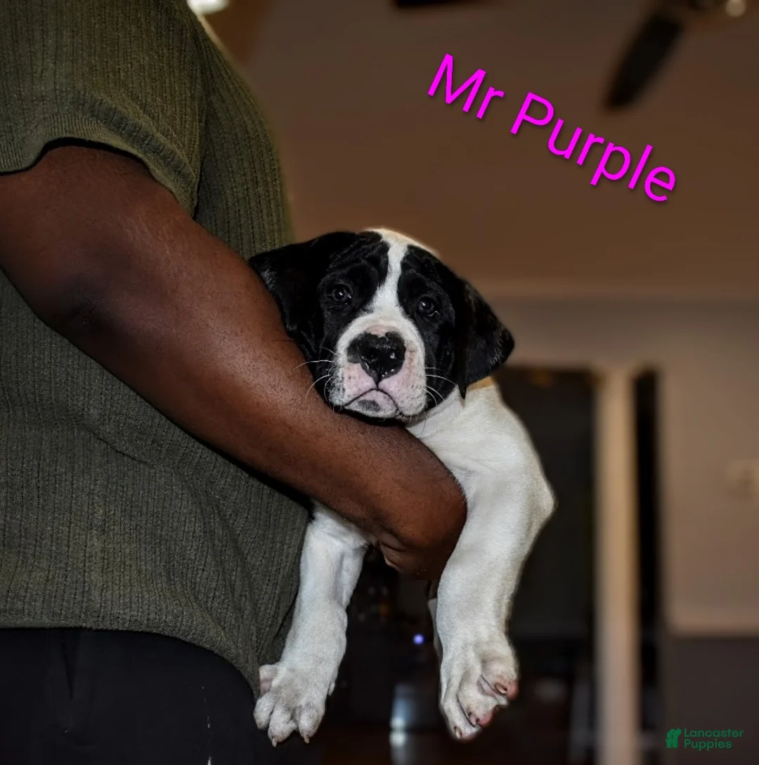 Presa Canario dogs for sale: Mr Purple  - Ad 2