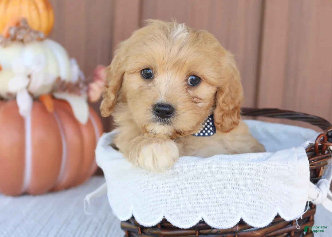 Mixed Breed dogs for sale: Hunter - Ad 2