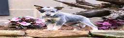 Australian Cattle Dog dogs for sale: Ashley - Ad 8