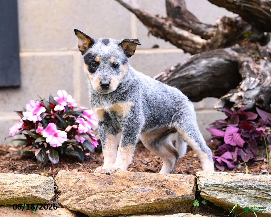 Australian Cattle Dog dogs for sale: Ashley - Ad 8