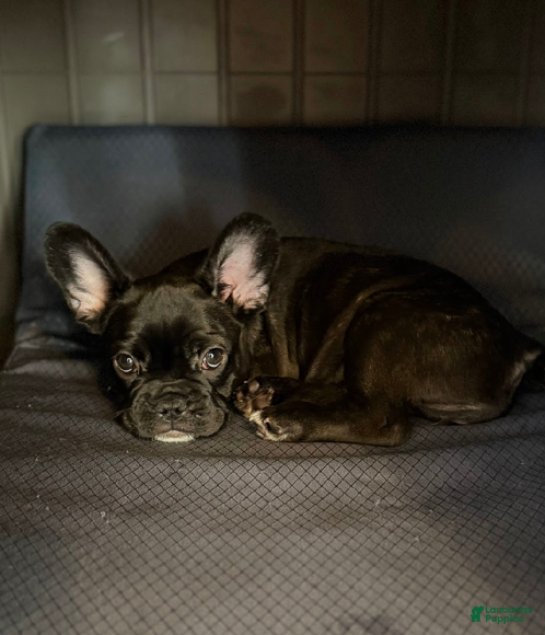 French Bulldog dogs for sale: Peach Aka Big Mama - Ad 1