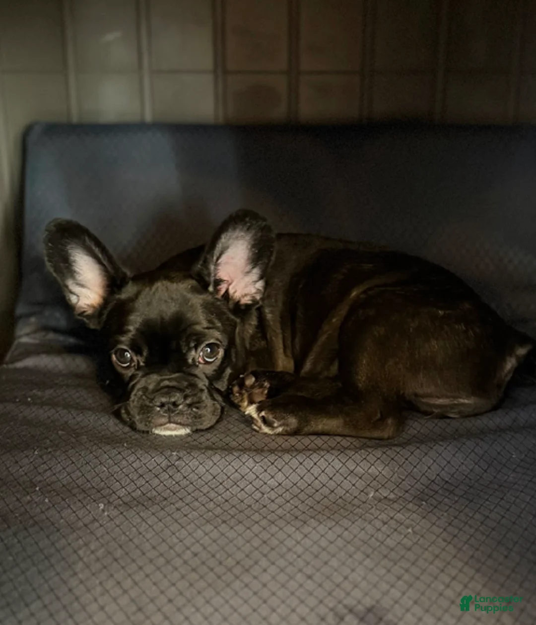 French Bulldog dogs for sale: Peach Aka Big Mama - Ad 1
