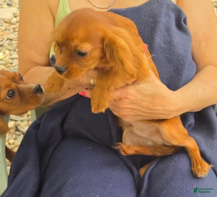 Cavalier King Charles Spaniel dogs Sonny - Ad 2
