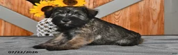 Miniature Schnauzer dogs for sale: Molly - Ad 4