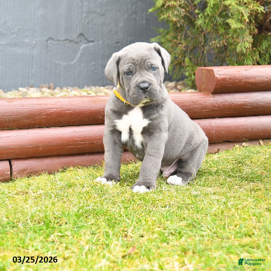Cane Corso dogs Heath  - Ad 1