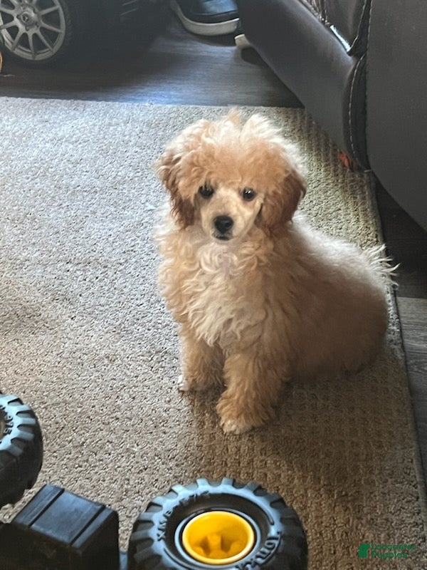 Toy Poodle dogs for sale: Toy Poodle Boy - Ad 4