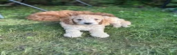 Irish Doodle dogs for sale: 🌼 Daisy  - Ad 4