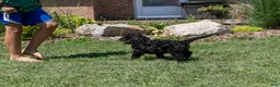 Bernedoodle dogs for sale: Denali - Ready Now! - Ad 33