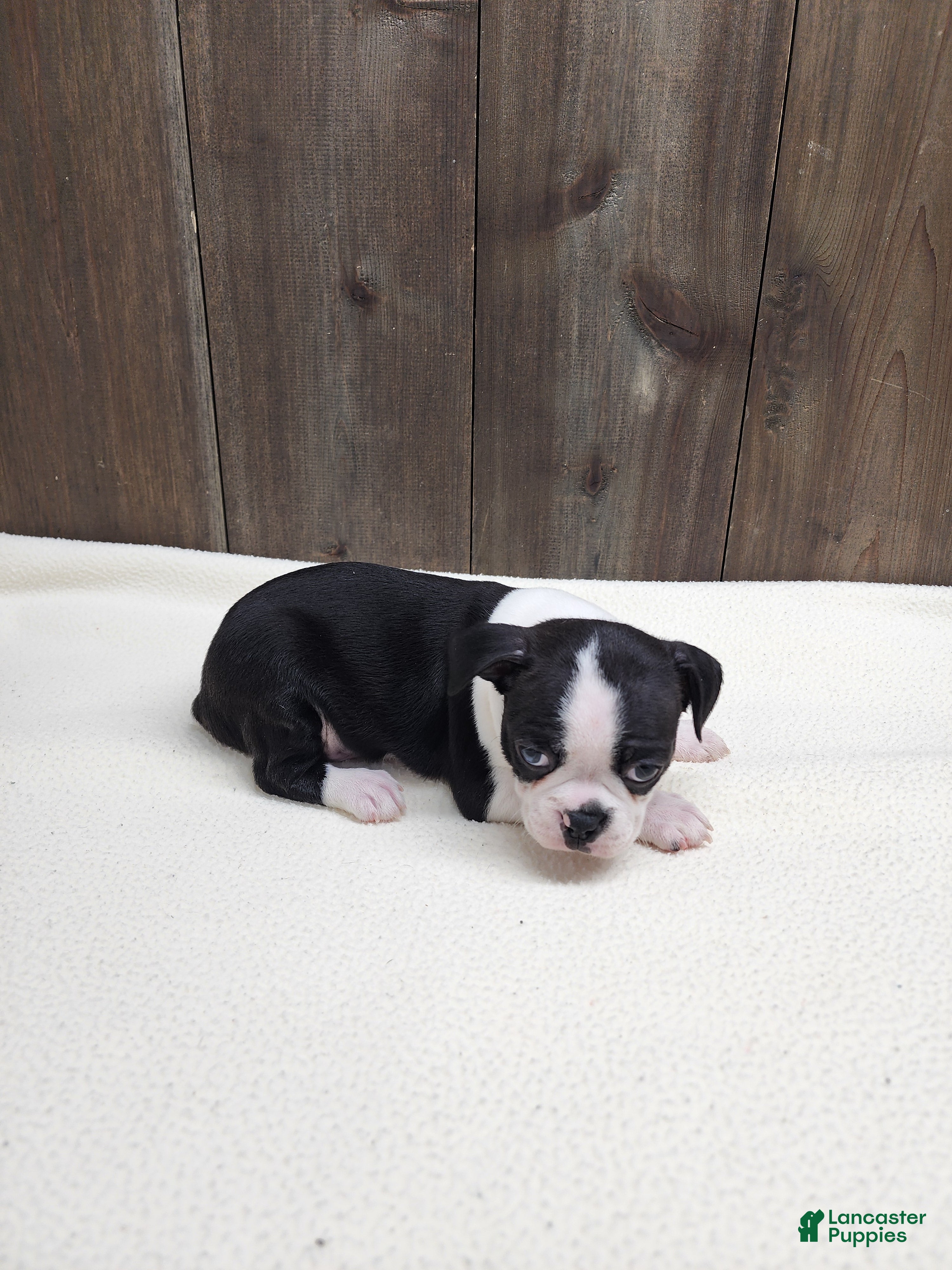 Boston Terrier dogs Boston Terrier Puppy 4 - Ad 34
