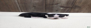 Boston Terrier Puppy 4