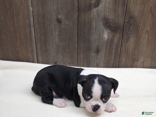 Boston Terrier dogs Boston Terrier Puppy 4 - Ad 34