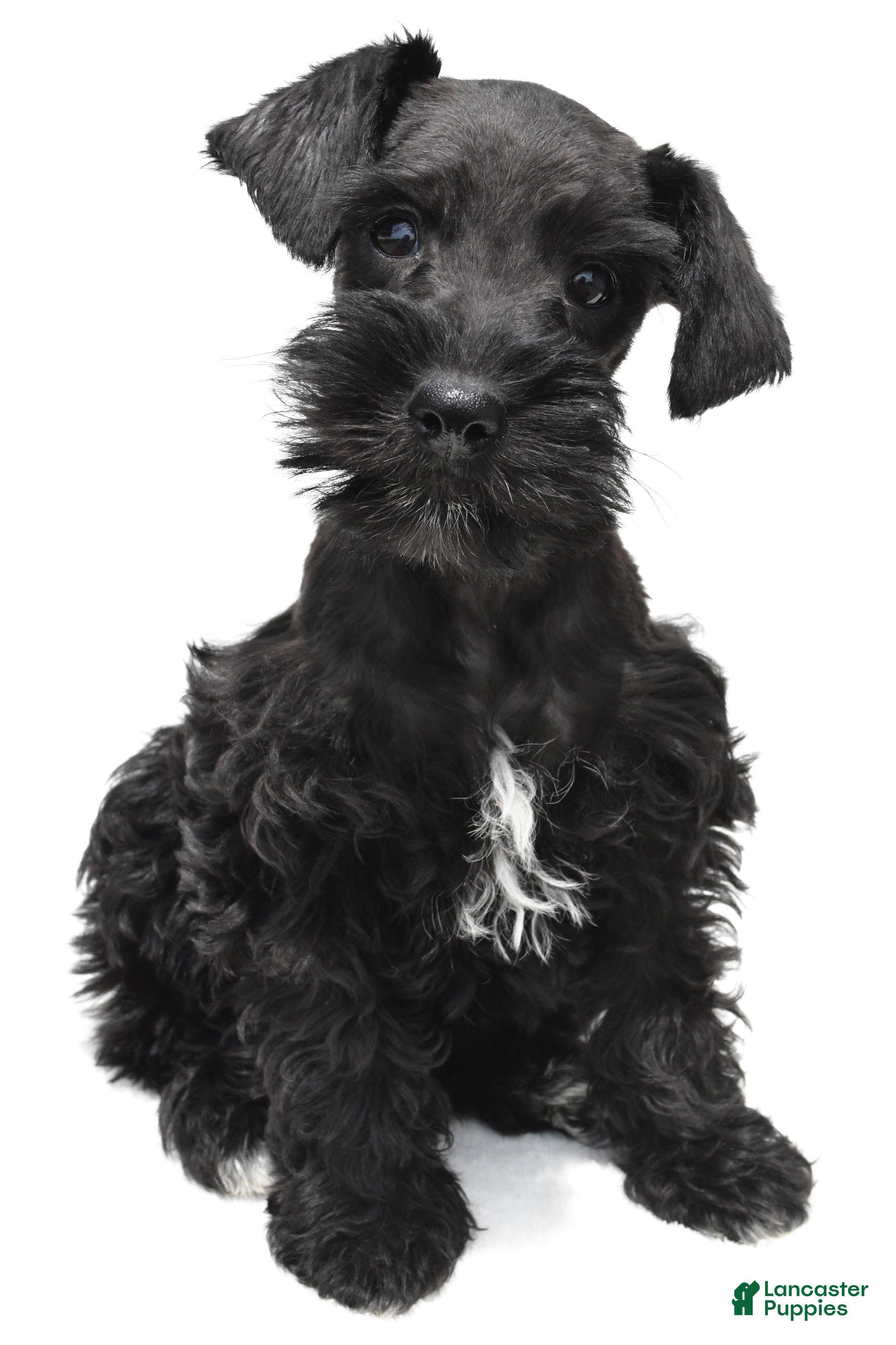 Schnoodle dogs Emma - Ad 2