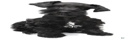Schnoodle dogs for sale: Emma - Ad 2