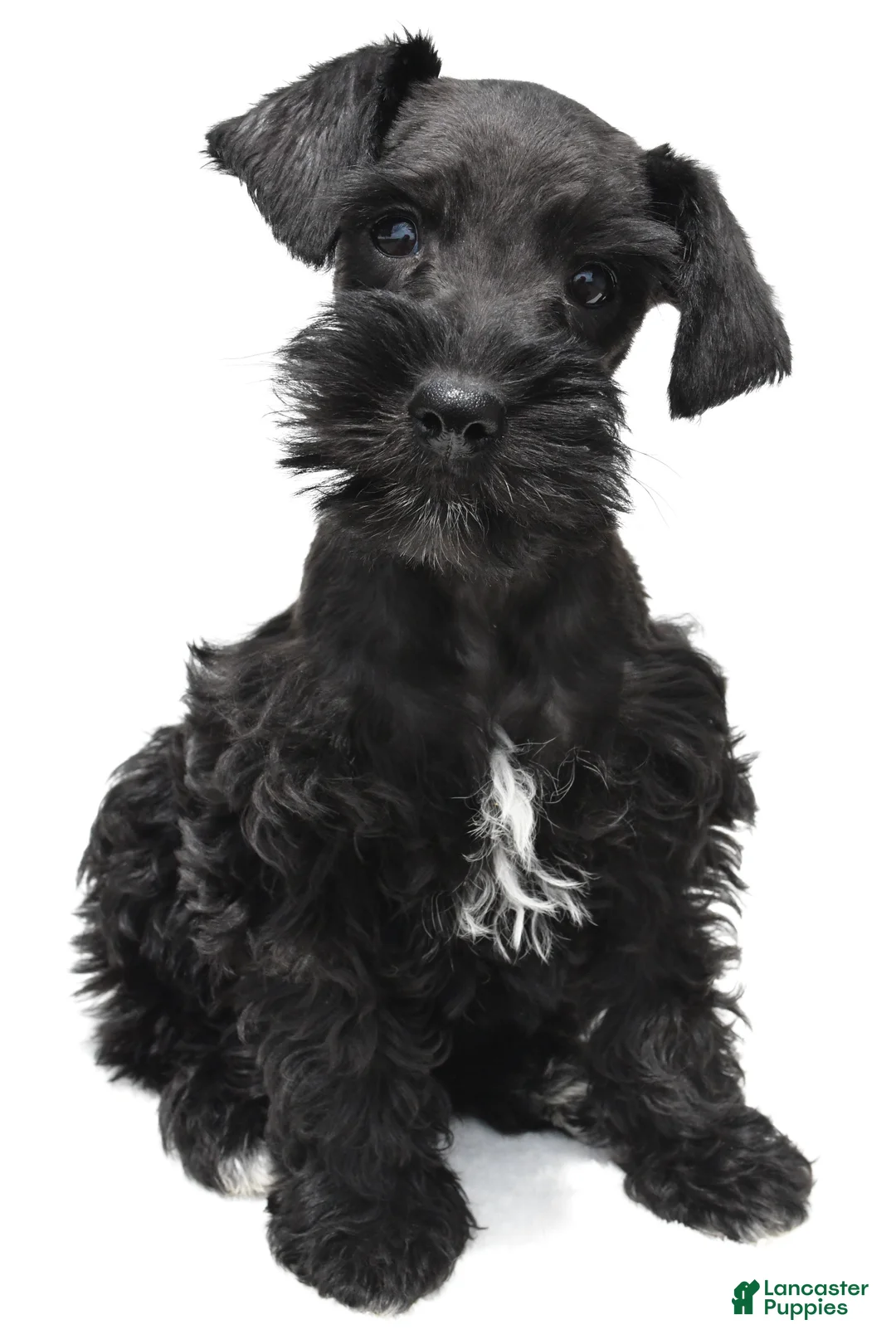 Schnoodle dogs for sale: Emma - Ad 2