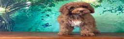 Cockapoo dogs for sale: Toffee - Ad 6
