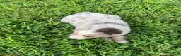 Australian Shepherd dogs for sale: Mia - Ad 5