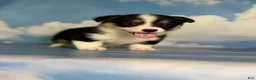 Welsh Corgi Pembroke dogs for sale: Aca Delilah Natural bobtail Bluie and fluffy carrier triple clear - Ad 4