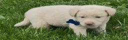 Labrador Retriever dogs for sale: Labrador Retriever Puppy 1 - Ad 20