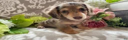 Miniature Dachshund dogs for sale: Simba - Ad 10