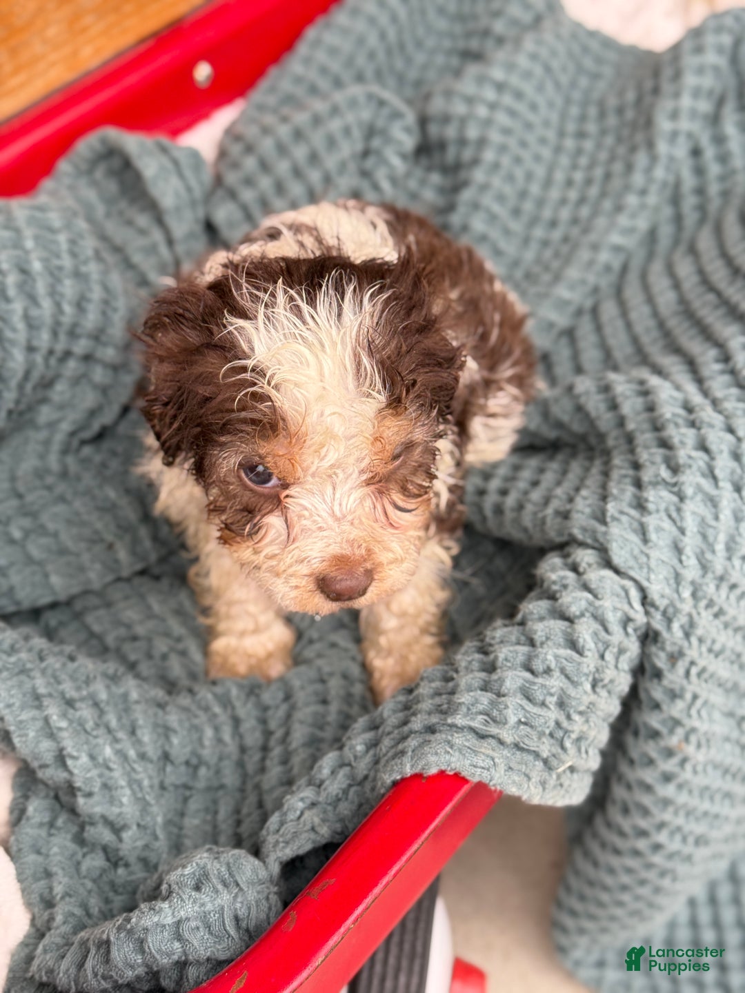 Cavapoo dogs for sale: Arlo - Ad 24