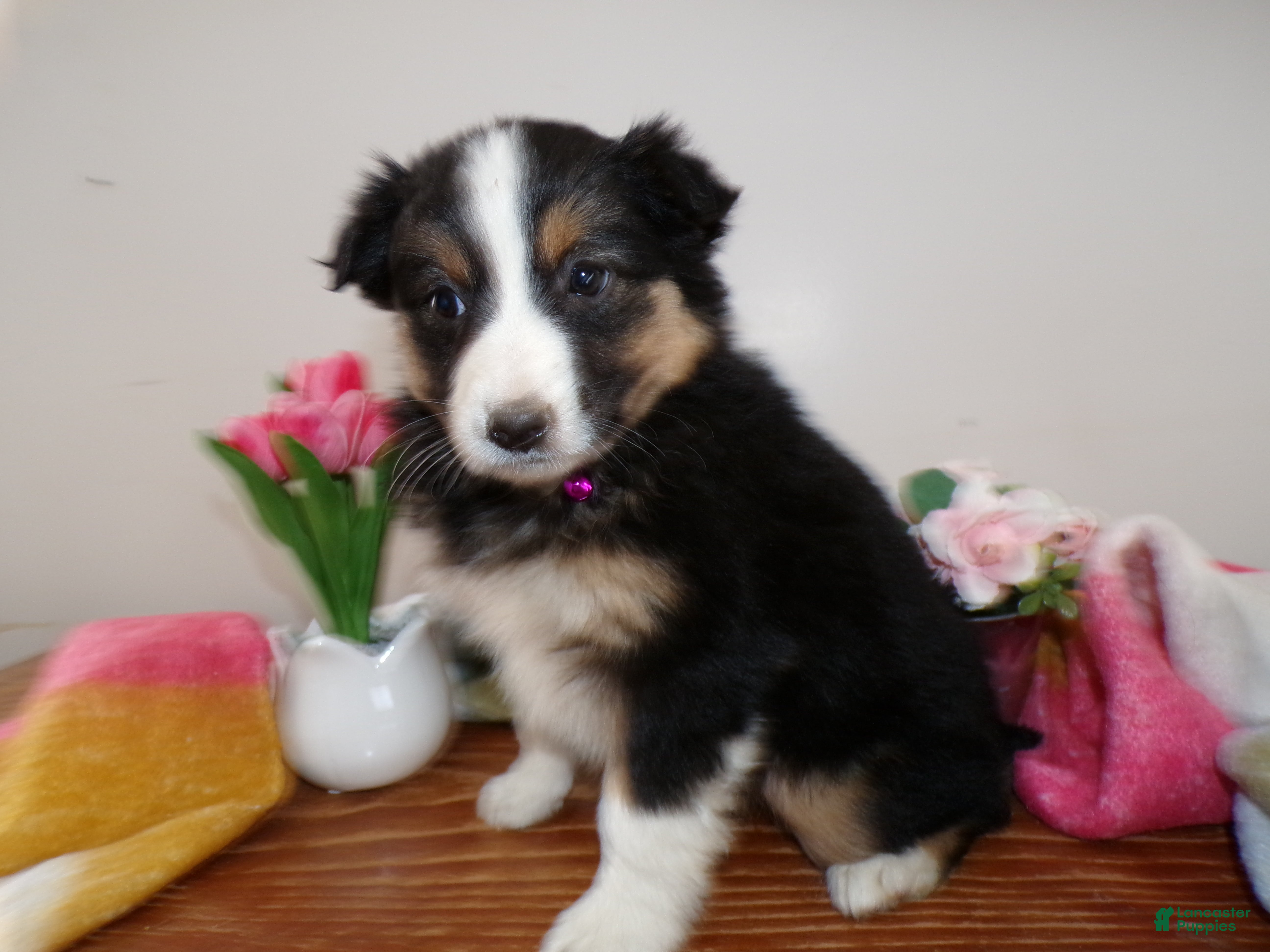 Mini Aussiedoodle dogs Mini Aussiedoodle Puppy 5 Rene - Ad 32