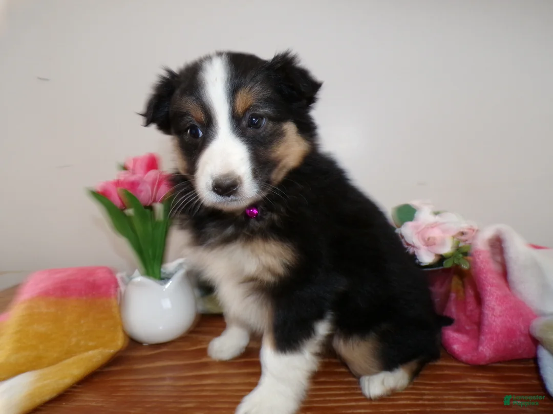 Mini Aussiedoodle dogs for sale: Mini Aussiedoodle Puppy 5 Rene - Ad 1