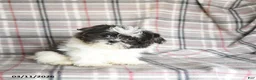 Shih Tzu dogs for sale: Wallace - Ad 6