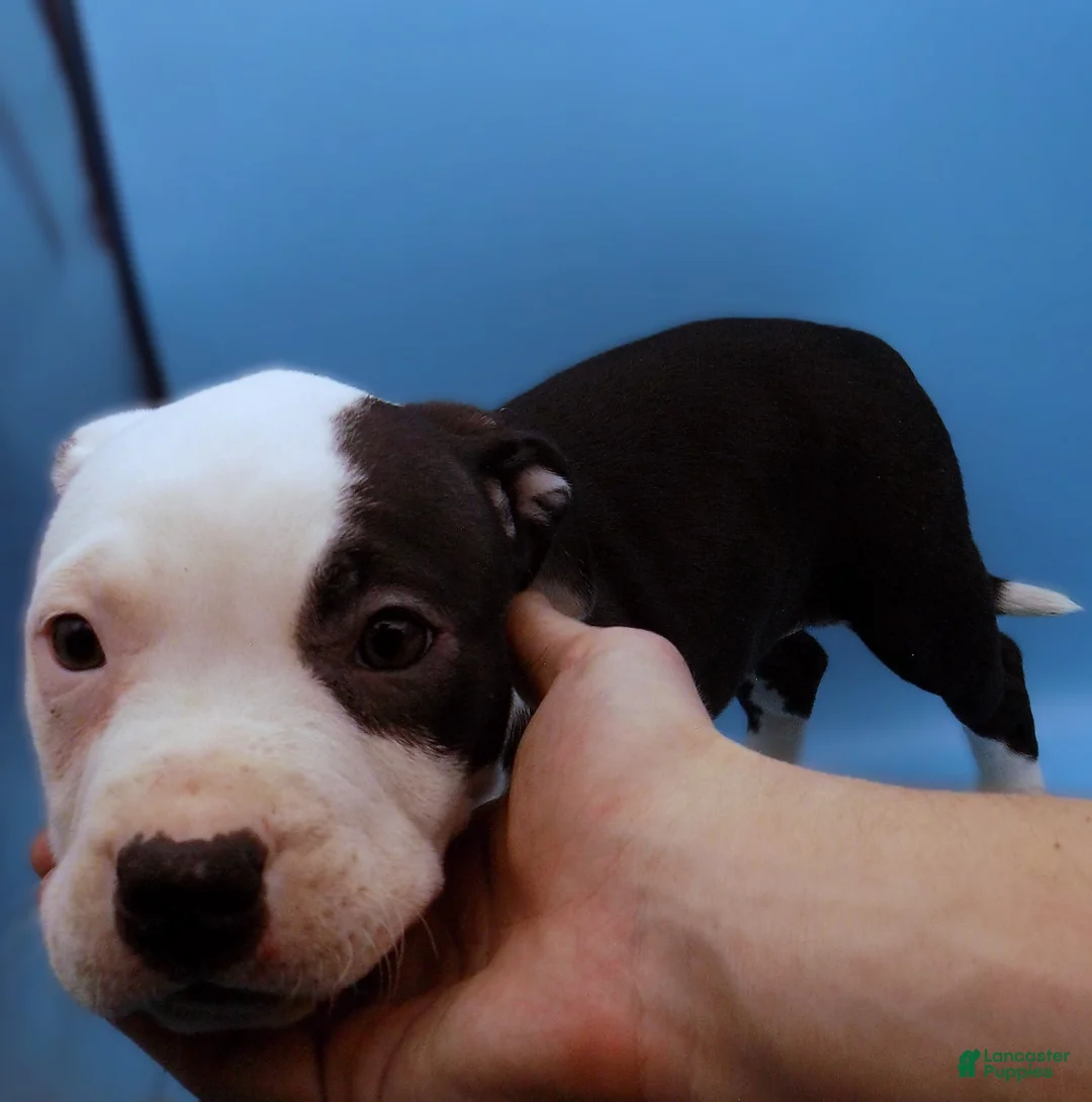 Mixed Breed dogs for sale: Nipper - Ad 8