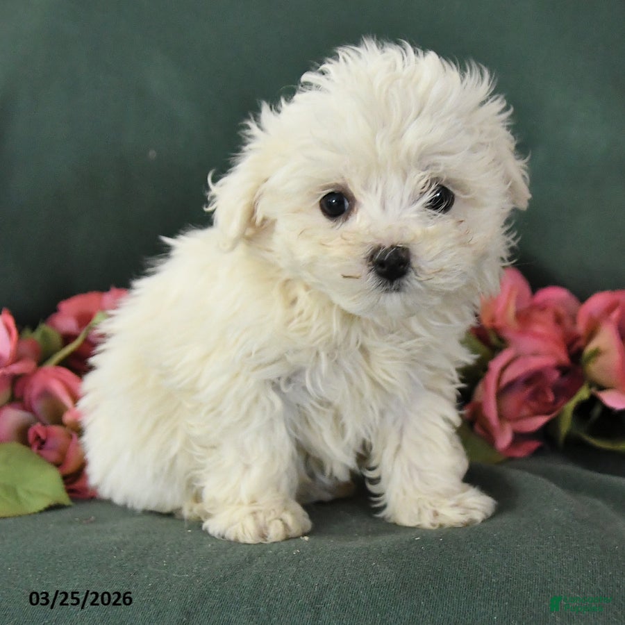 Mixed Breed dogs Scottie - Ad 2