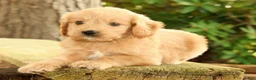 Mini Goldendoodle dogs for sale: Michelle - Ad 3