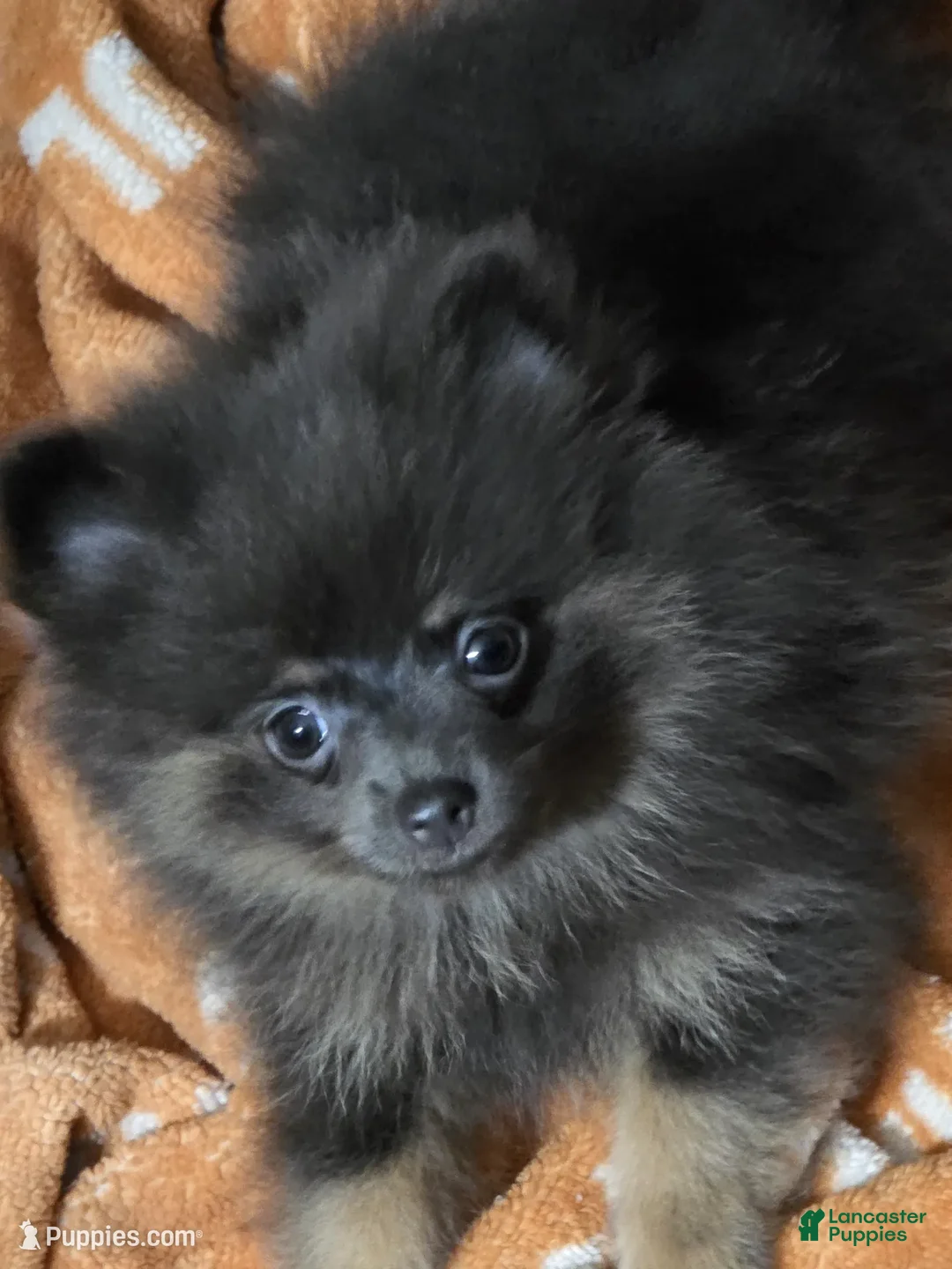 Pomeranian dogs for sale: Aca Sammy  - Ad 1