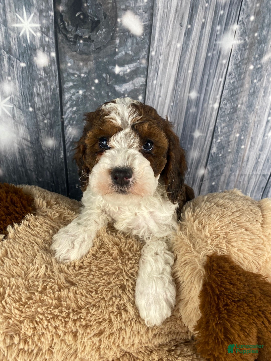 Cavapoo dogs for sale: Otto - Ad 3
