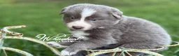 Border Collie dogs for sale: Lilac short hair - Ad 7