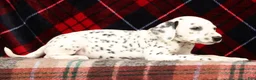 Dalmatian dogs for sale: Jenna - Ad 8