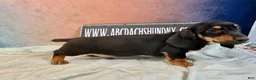 Miniature Dachshund dogs for sale: AKC import smooth - Ad 10