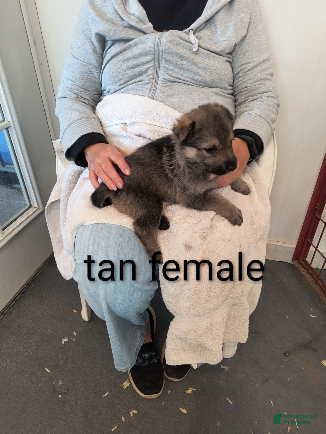 German Shepherd dogs for sale: Tan collar female  - Ad 2