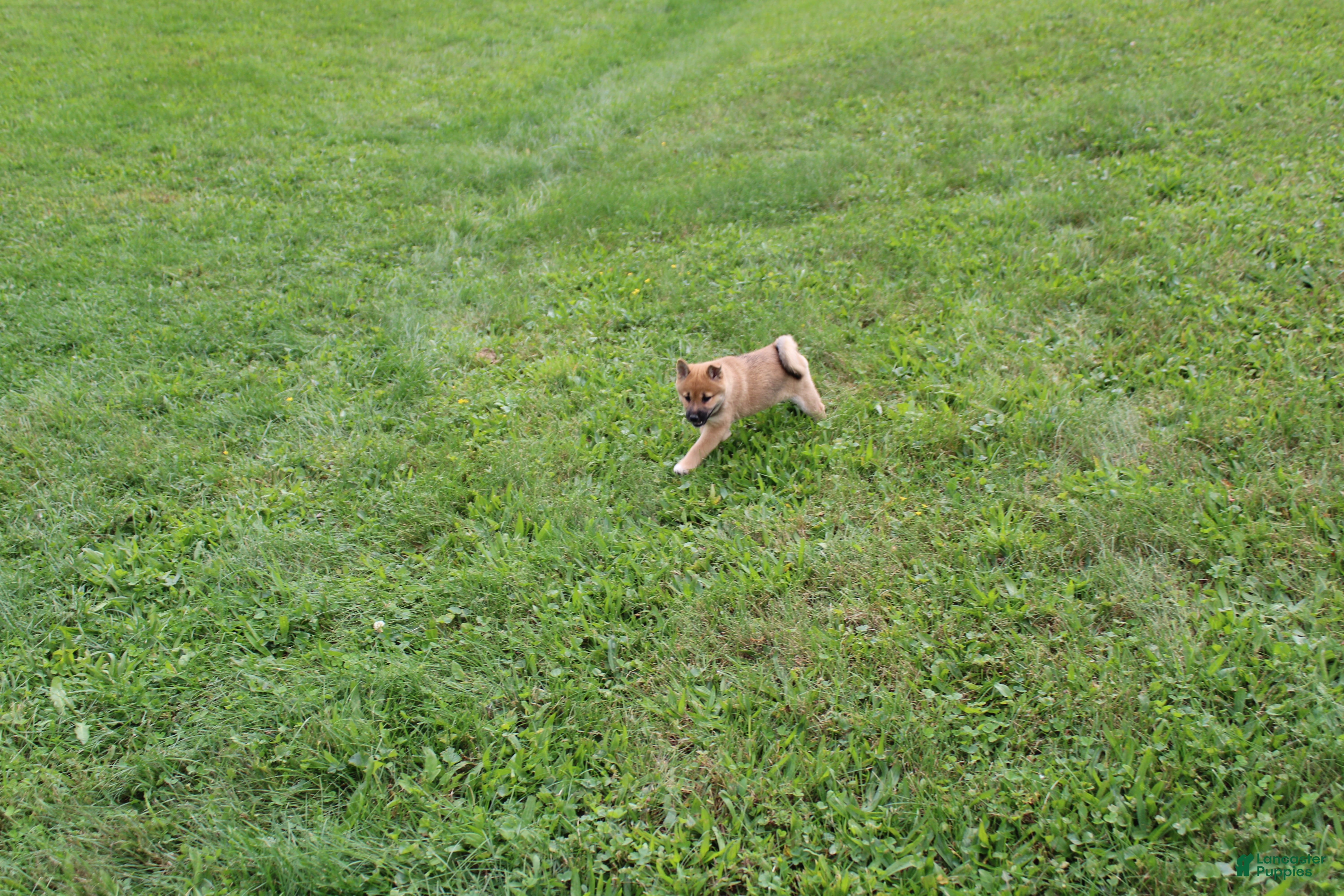 Shiba Inu dogs Shrimp - Ad 2