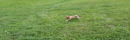 Shiba Inu dogs for sale: Shrimp - Ad 9