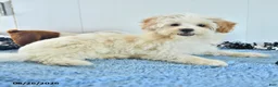 Pomapoo dogs for sale: Freddy - Ad 9