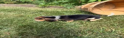 Beagle dogs for sale: Riot - Ad 7