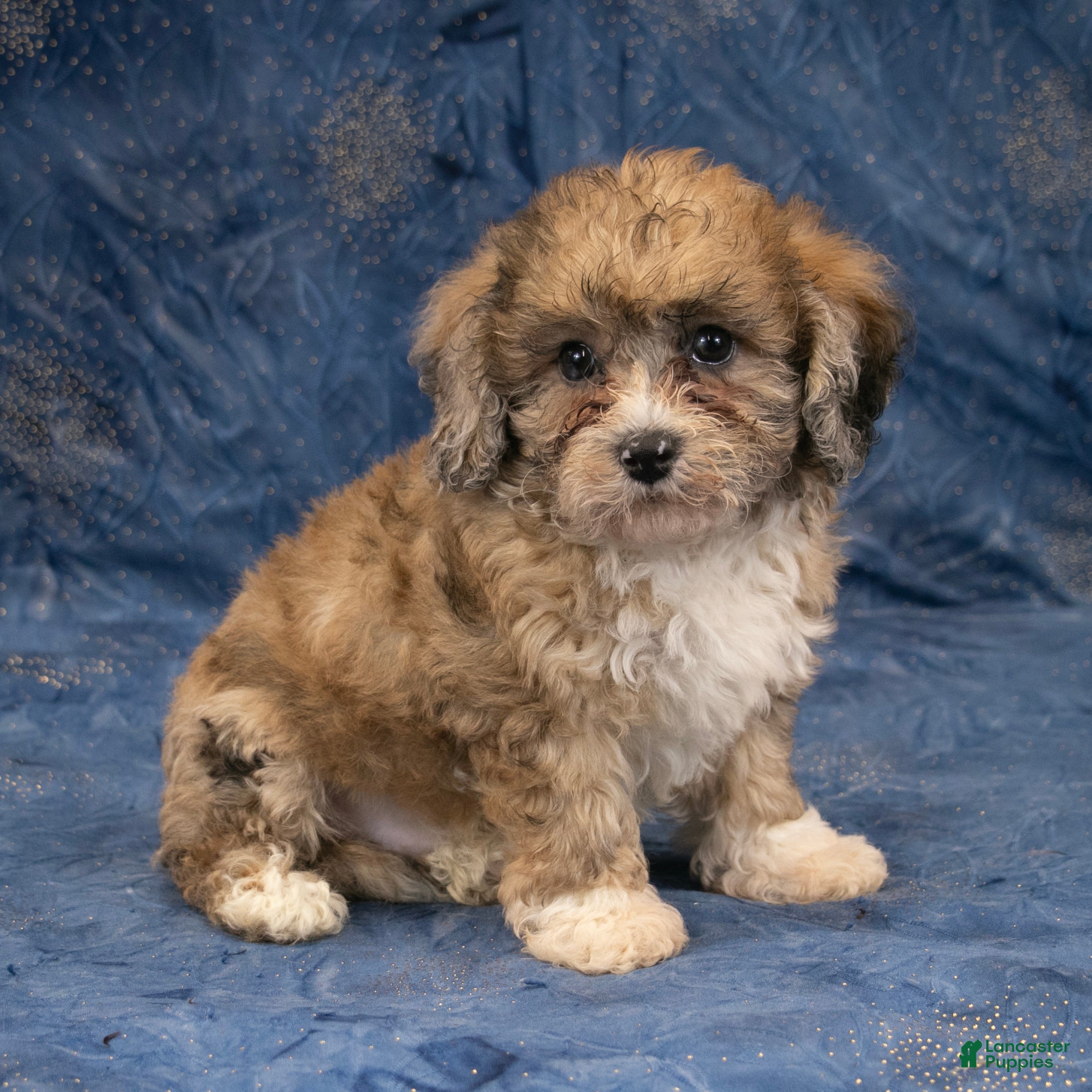 Havapoo dogs Dexter - Ad 2