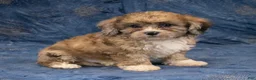 Havapoo dogs for sale: Dexter - Ad 2