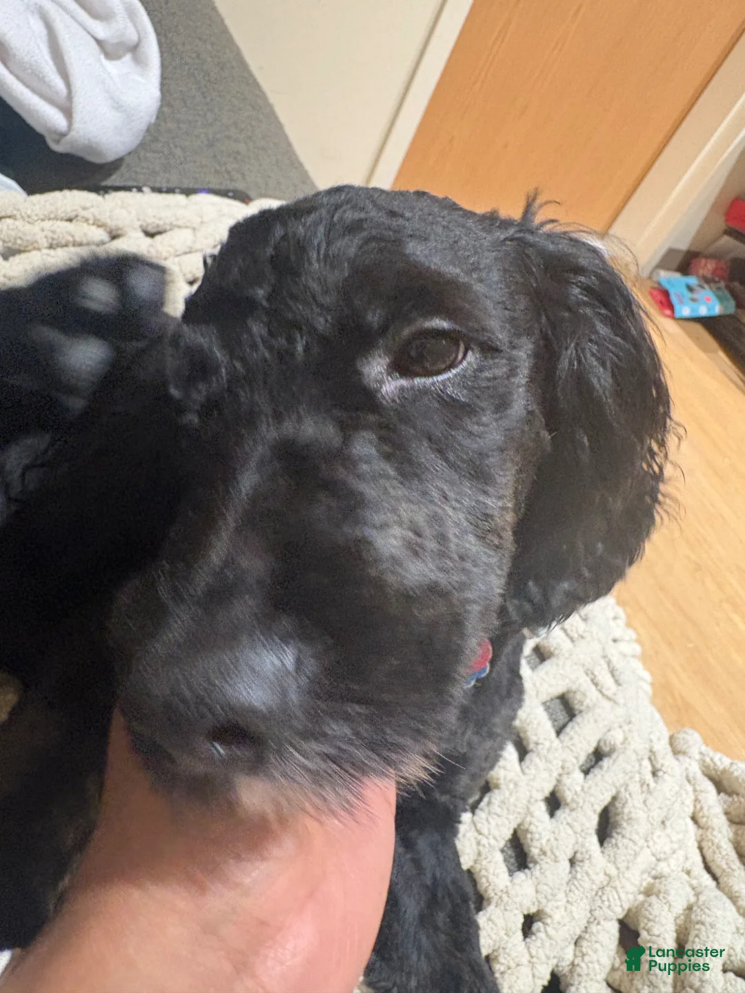 Mixed Breed dogs for sale: Mixed Breed Puppy 1 - Ad 2