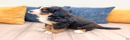 Bernese Mountain Dog dogs for sale: Rosie - Ad 4