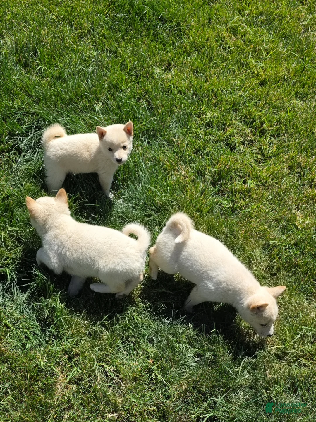 Shiba Inu dogs for sale: Shiba Inu Puppy 1 - Ad 1