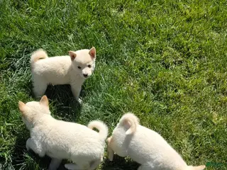 Shiba Inu dogs Shiba Inu Puppy 1 - Ad 3