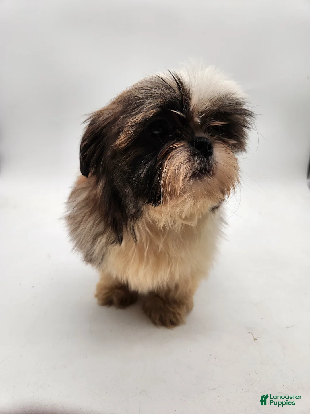 Shih Tzu dogs for sale: Teddy - Ad 9