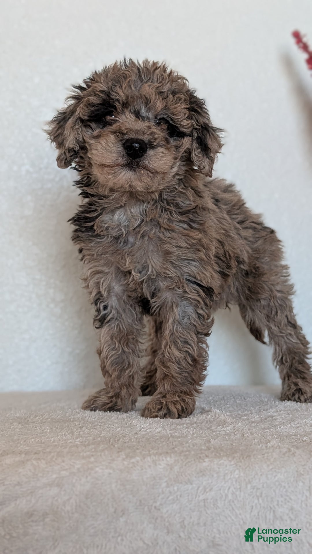 Mini Bernedoodle dogs for sale: Vanessa  - Ad 10
