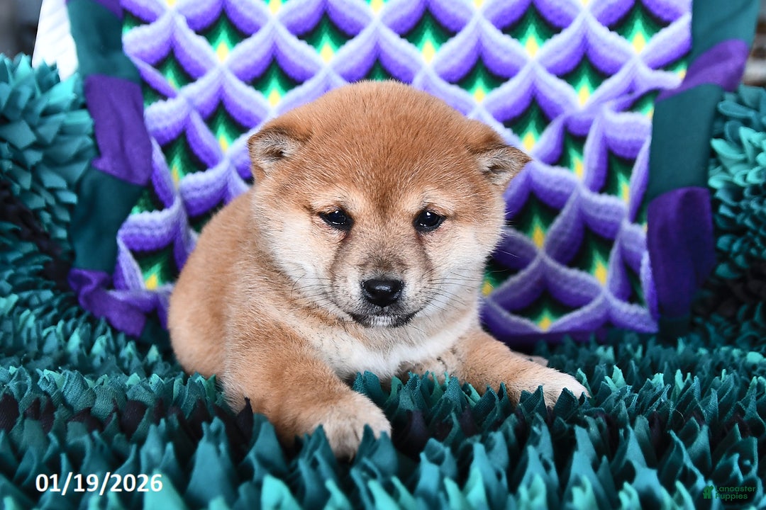 Shiba Inu dogs for sale: Cookie - Ad 3
