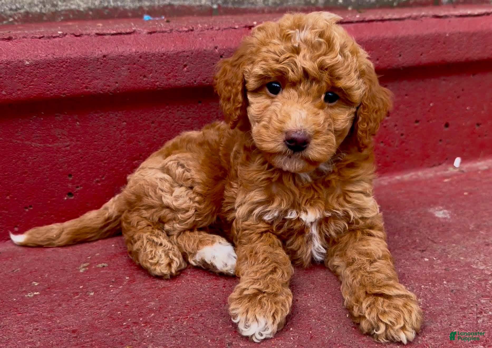 Mini Goldendoodle dogs Smalls - charting under 20 pounds - Ad 1